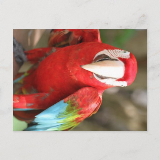 Parakeet Postcard (Front)