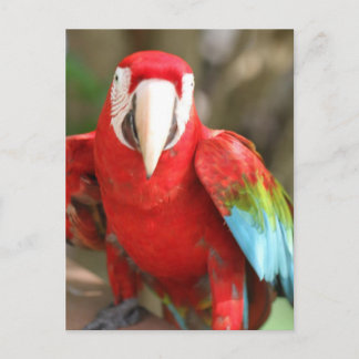 Parakeet Postcard