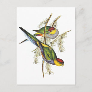 Parakeet - Vintage Bird Art Postcard