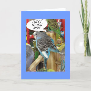 PARAKEET WANTS TO TWEET HAPPY MOTHER'S DAY TO MOM CARD