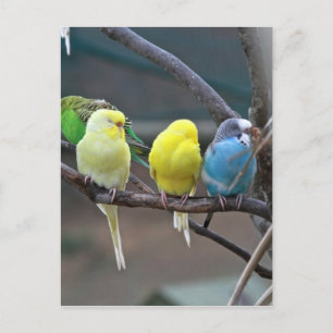 Parakeets Budgies   Bird Photo Postcard