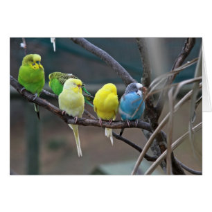 Parakeets Budgies   Birds Photo