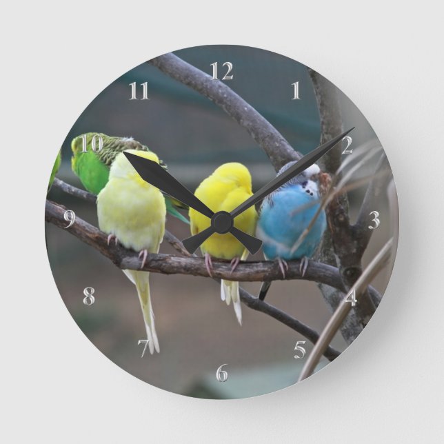 Parakeets Budgies Parrots Birds Bright Bird Lovers Round Clock (Front)