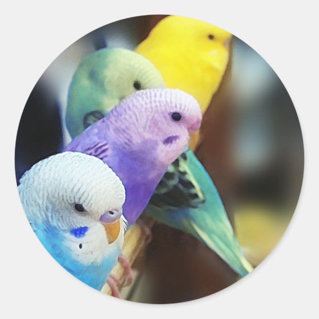 Parakeets Classic Round Sticker (Front)