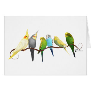 Parakeets & Cockatiels!