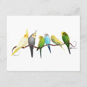 Parakeets & Cockatiels! Postcard