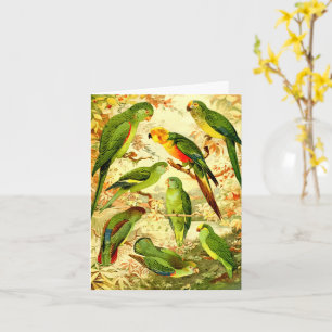 Parakeets, Happy birthday Card