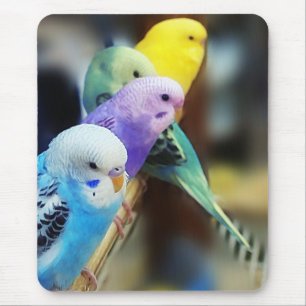 Parakeets mousepad