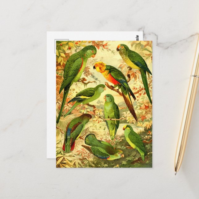 Parakeets  postcard (Front/Back In Situ)