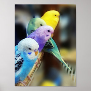 Parakeets Poster