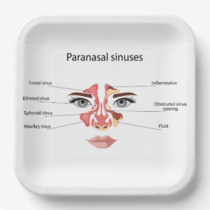 Paranasal sinuses  paper plate