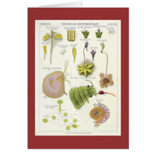 Parasitic & Carnivorous Plants