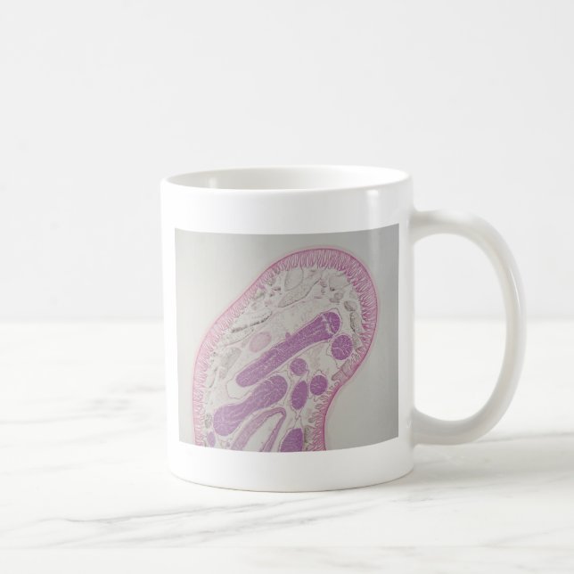 Parasitic nematode worm (Ascaris sp.) Coffee Mug (Right)