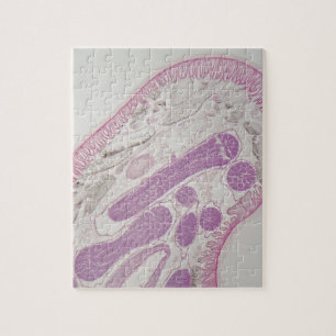 Parasitic nematode worm (Ascaris sp.) Jigsaw Puzzle