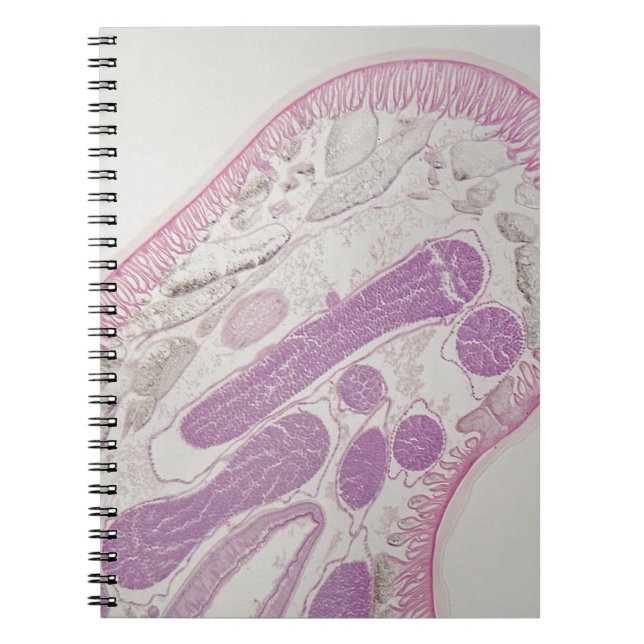 Parasitic nematode worm (Ascaris sp.) Notebook (Front)