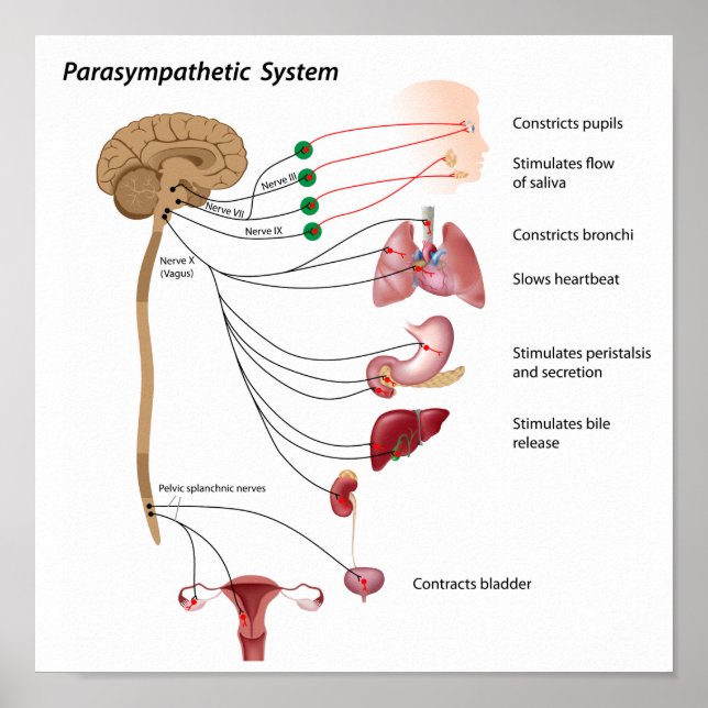 Parasympathetic pathway of the ANS Poster (Front)