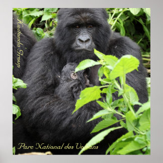 Parc National des Volcans, Kwitonda G... Poster