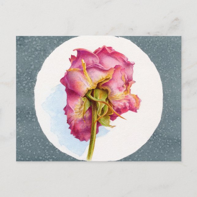 PARCHED WRINKLED ROSE POSTCARD (Front)