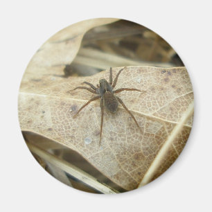 Pardosa on Oak Leaf Magnet