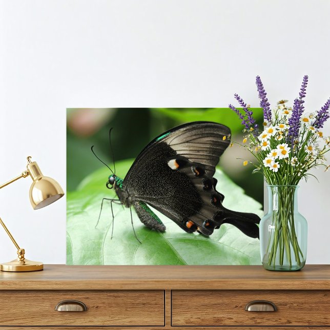 Paris Peacock Swallowtail Butterfly on Leaf Photo Print (Jewel green macro butterfly photograph is classy and beautiful. This Paris Peacock Butterfly stuns!)