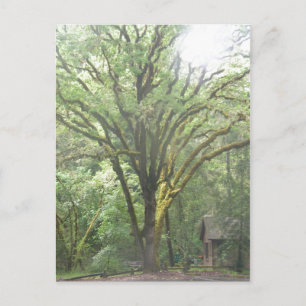 Park Area in the Woods of Big Sur California Postcard
