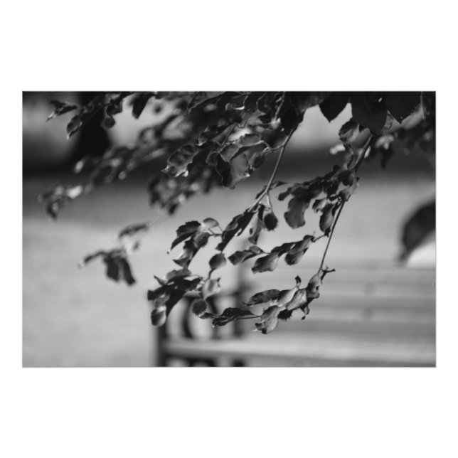 Park Bench Photo Print (Front)