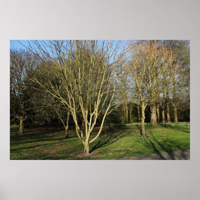 Park Landscape in Early Spring Poster (Front)