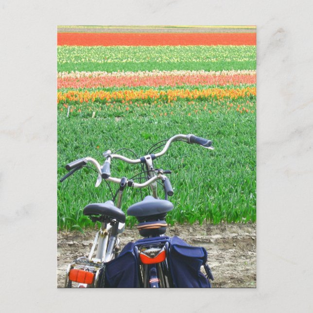 Parked Bicycles Spring Tulip Flower Field Postcard (Front)