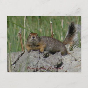 Parkee Squirrel on a Rock, Unalaska Island Postcard