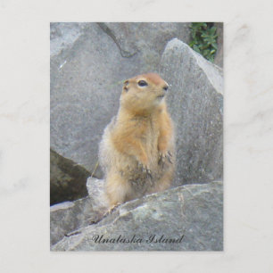Parkee Squirrel Standing Up, Unalaska Island Postcard
