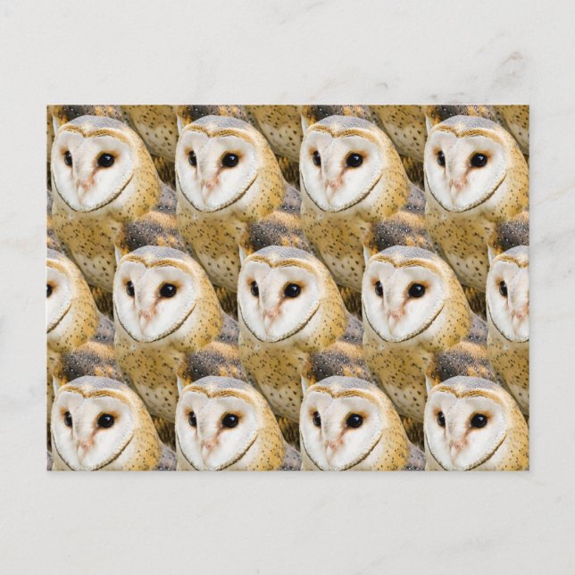 Parliament of Barn Owls Postcard (Front)