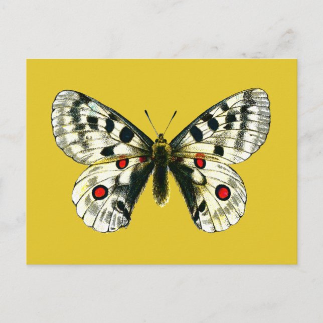 Parnassius apollo butterfly postcard (Front)