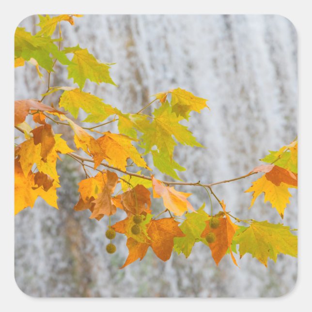 Parque Natural del Monasterio - Fall Leaves Square Sticker (Front)
