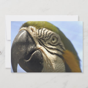 Parrot