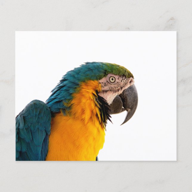 Parrot  (Front)
