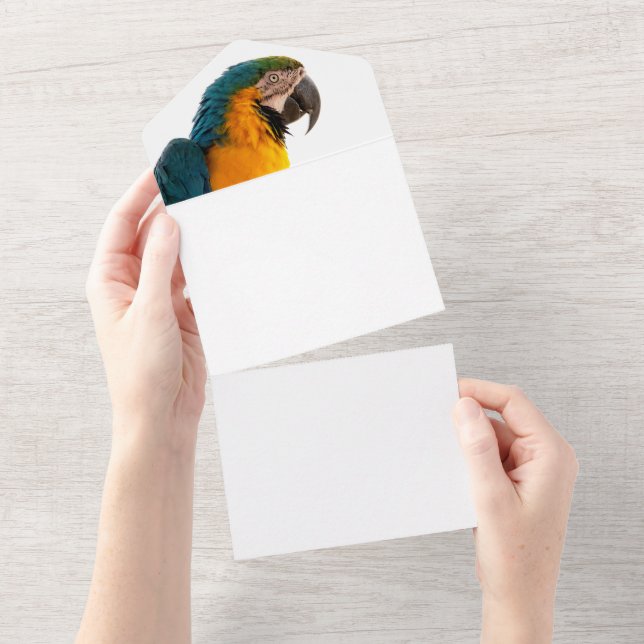 Parrot  all in one invitation (Tearaway)