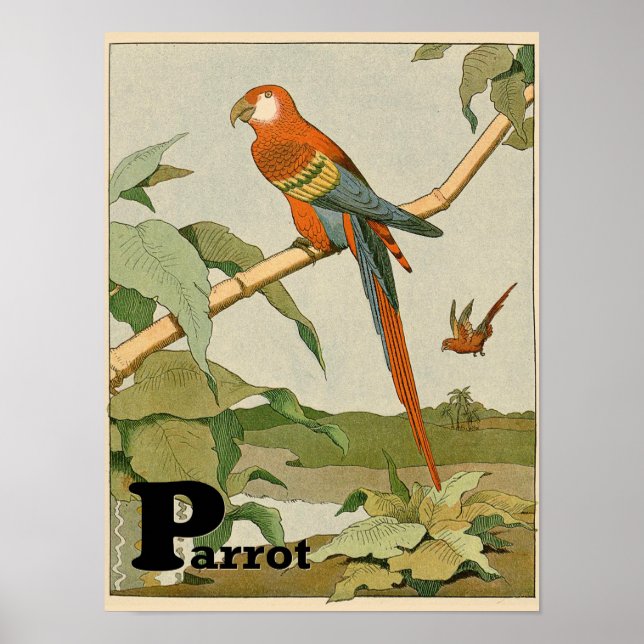 Parrot Alphabet Animal in the Jungle Poster (Front)