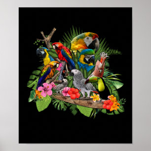 Parrot Bird African Gray Parrot Cockatiel Poster
