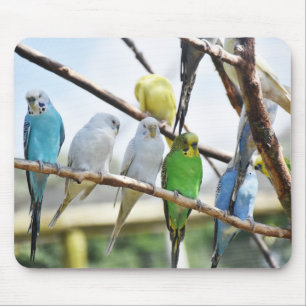 parrot, bird, sitting mouse pad