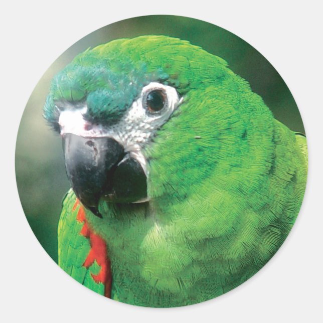 Parrot Bird Stickers (Front)