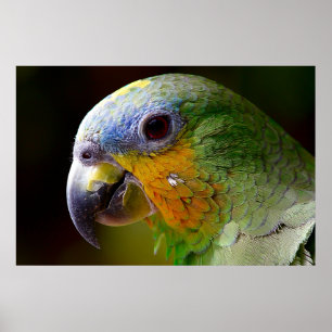 Parrot Bird Tropical Artwork Photo Poster