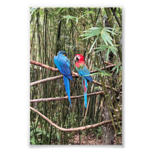 Parrot Bird Tropical Photo  Print