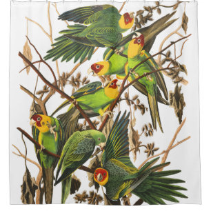 Parrot Birds Wildlife Audubon Shower Curtain