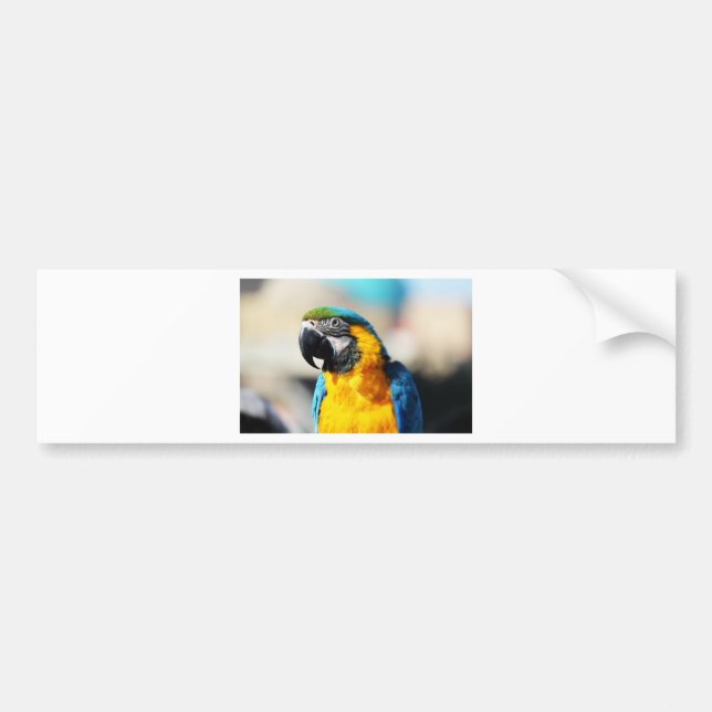 parrot bumper sticker (Front)