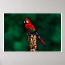 Parrot by Johannes Stötter Poster