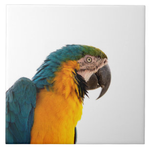 Parrot Ceramic Tile