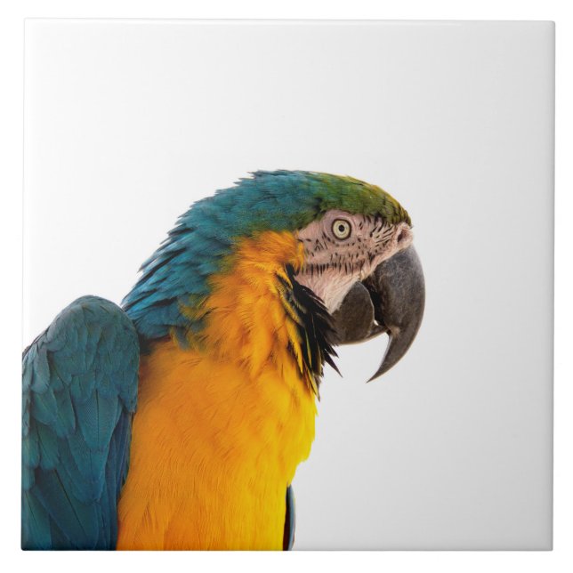 Parrot Ceramic Tile (Front)