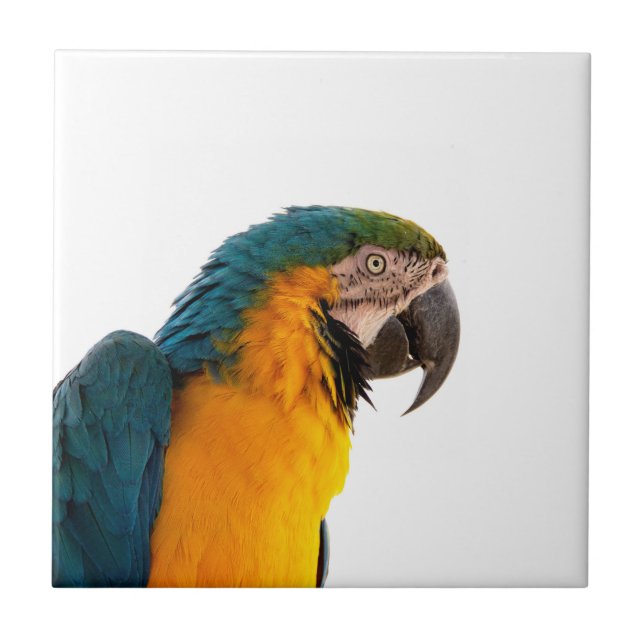 Parrot  ceramic tile (Front)