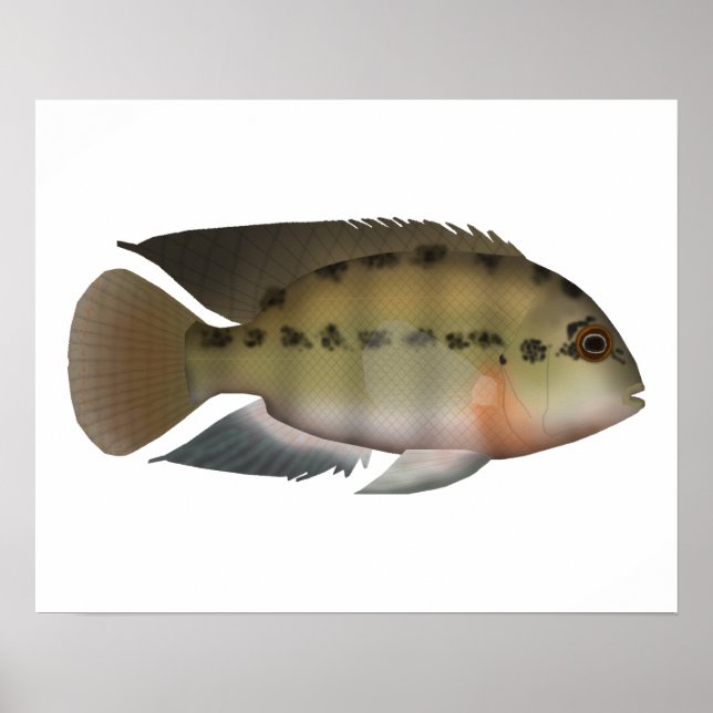 Parrot Cichlid Poster (Front)
