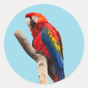 Parrot Classic Round Sticker
